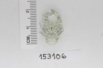 Media type: image;   Invertebrate Zoology 153106 Description: Preserved specimen.;